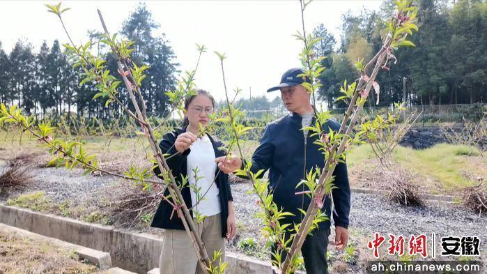 桃子新品种，妙配新树形